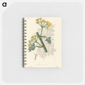 アートメモ帳-Ferula persica Illustration
 - 薬用植物学 Memo.