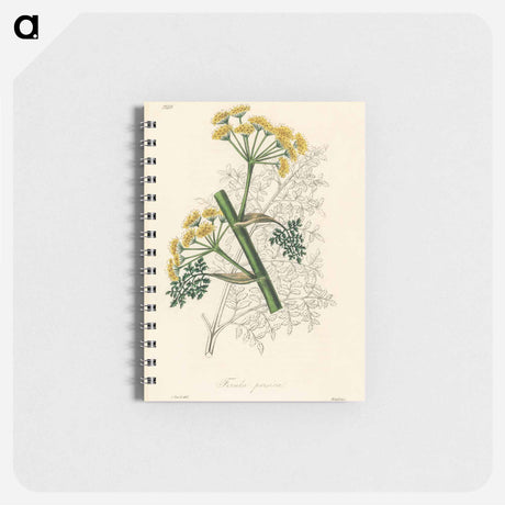 アートメモ帳-Ferula persica Illustration
 - 薬用植物学 Memo.