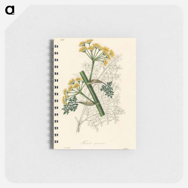 アートメモ帳-Ferula persica Illustration
 - 薬用植物学 Memo.