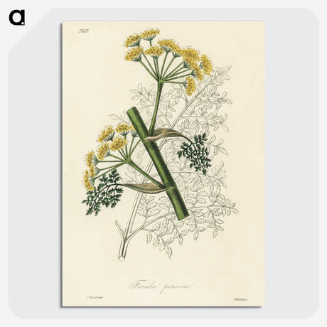 1-73_Medical-Botany_picture-crop