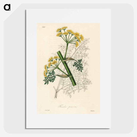 アートポスター-Ferula persica Illustration
 - 薬用植物学 Poster.