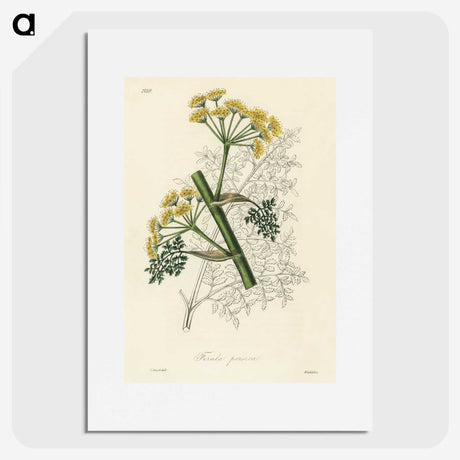 1-73_Medical-Botany_picture