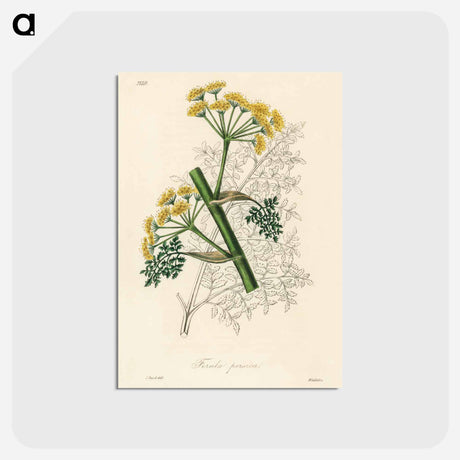 アートポストカード-Ferula persica Illustration
 - 薬用植物学 Postcard.