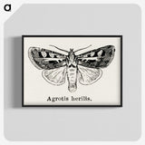 1-73_Moths-and-Butterflies-of-the-United-States_blk-crop