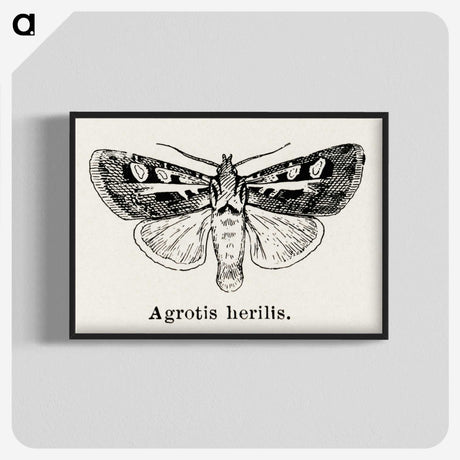 1-73_Moths-and-Butterflies-of-the-United-States_blk-crop