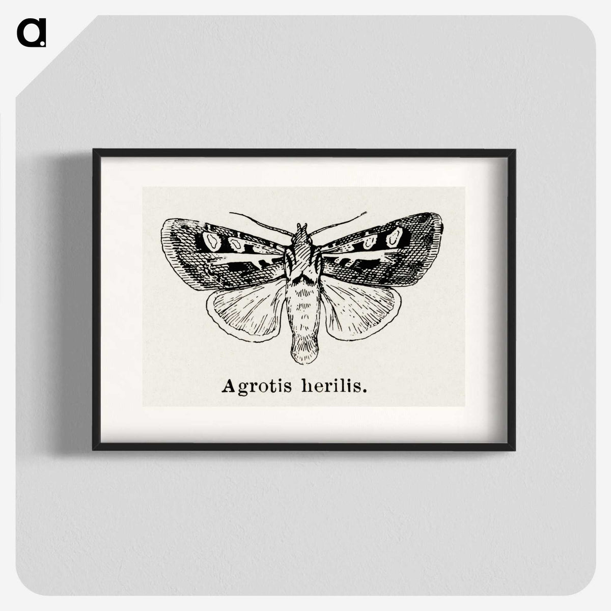 1-73_Moths-and-Butterflies-of-the-United-States_blk