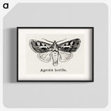 1-73_Moths-and-Butterflies-of-the-United-States_blk