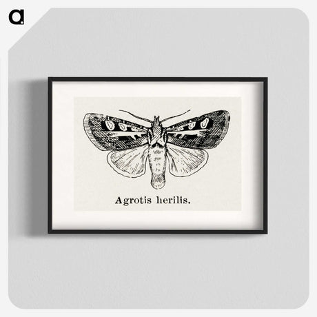 1-73_Moths-and-Butterflies-of-the-United-States_blk