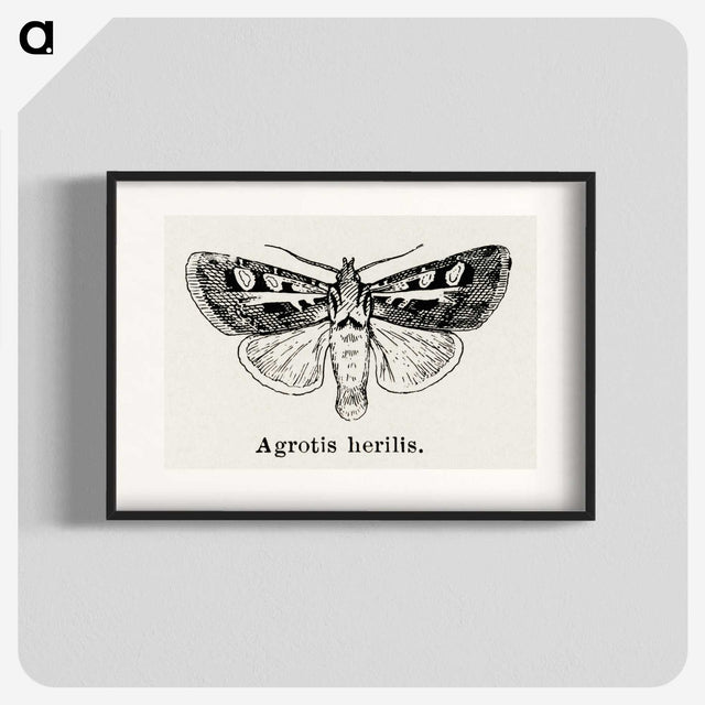 1-73_Moths-and-Butterflies-of-the-United-States_blk