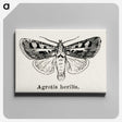 1-73_Moths-and-Butterflies-of-the-United-States_canvas