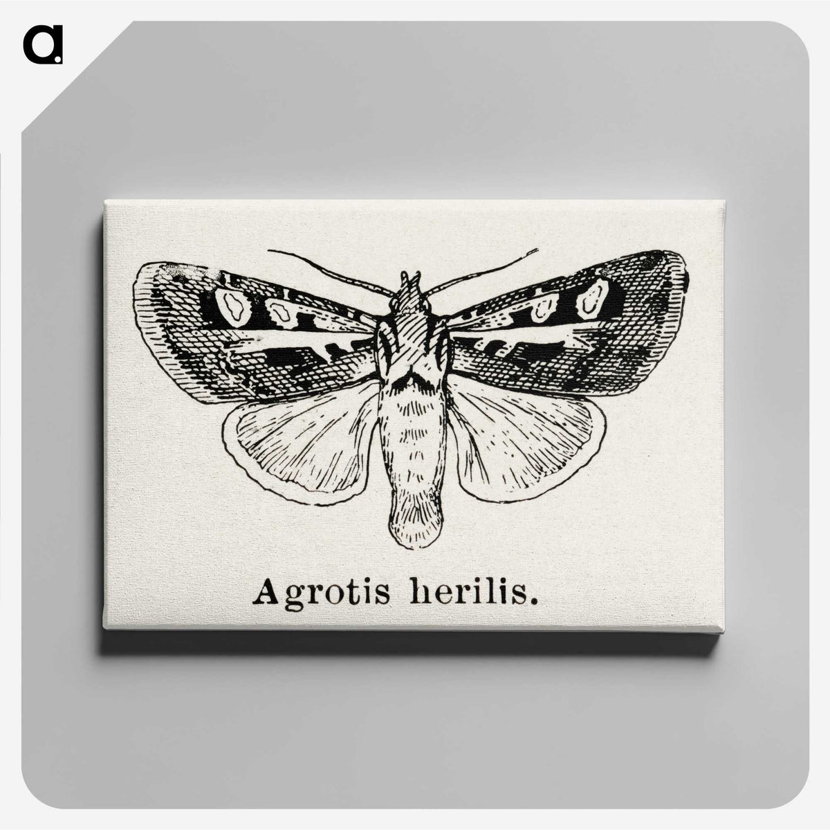 1-73_Moths-and-Butterflies-of-the-United-States_canvas