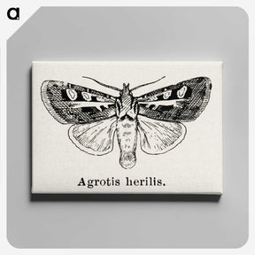 1-73_Moths-and-Butterflies-of-the-United-States_canvas