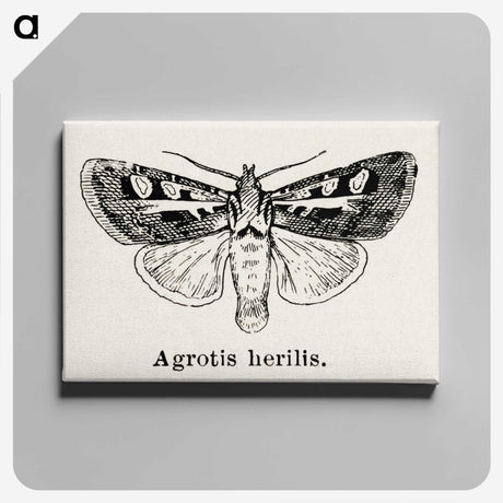 1-73_Moths-and-Butterflies-of-the-United-States_canvas