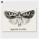 1-73_Moths-and-Butterflies-of-the-United-States_picture-crop