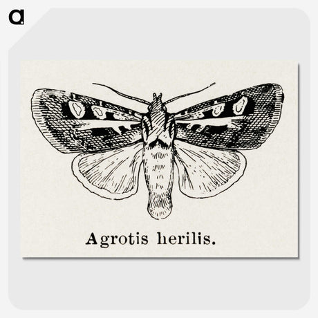 1-73_Moths-and-Butterflies-of-the-United-States_picture-crop