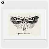 1-73_Moths-and-Butterflies-of-the-United-States_picture
