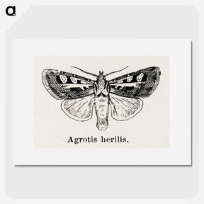 1-73_Moths-and-Butterflies-of-the-United-States_picture