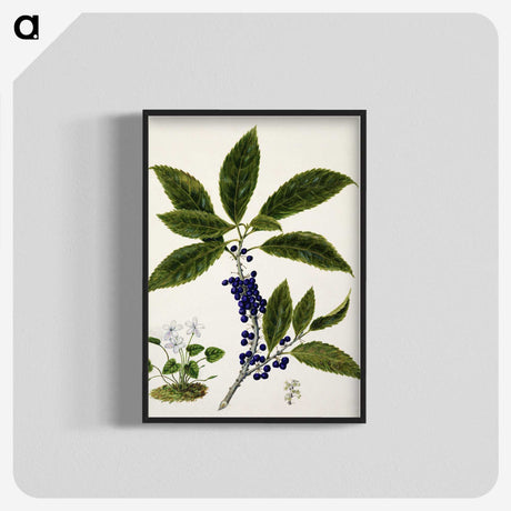 1-73_Native-Flowering-Plants-of-New-Zealand_blk-crop