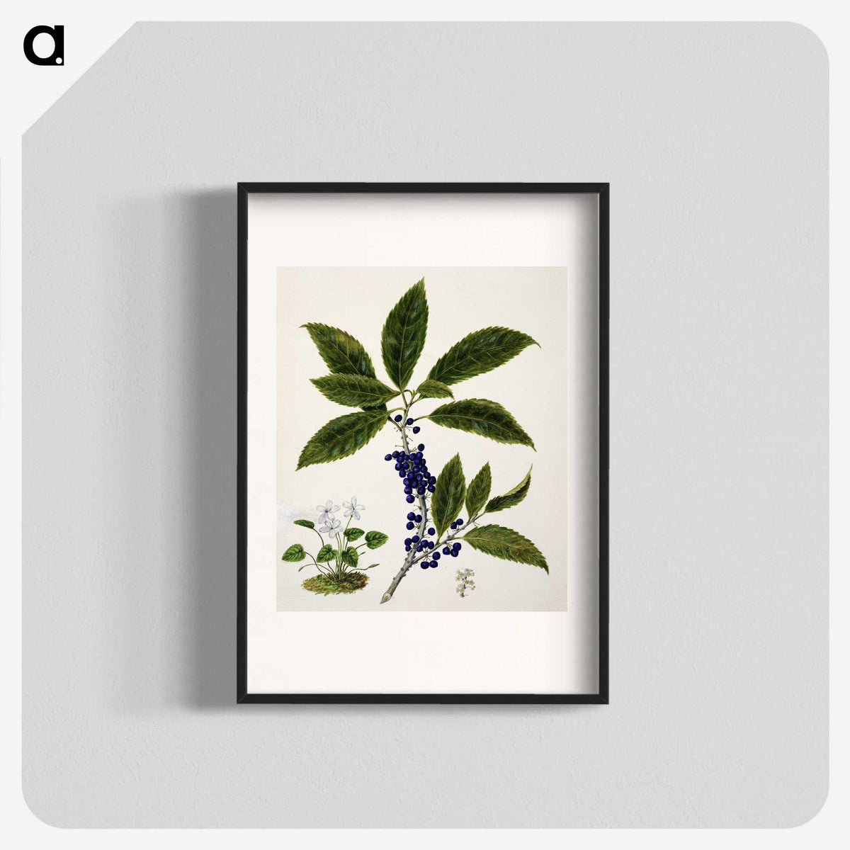 1-73_Native-Flowering-Plants-of-New-Zealand_blk