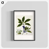 1-73_Native-Flowering-Plants-of-New-Zealand_blk