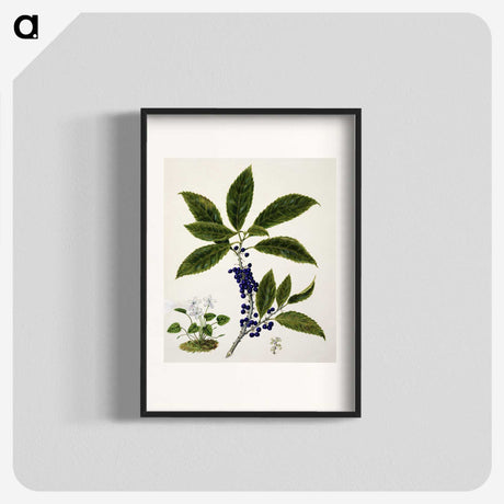 1-73_Native-Flowering-Plants-of-New-Zealand_blk