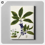 1-73_Native-Flowering-Plants-of-New-Zealand_canvas
