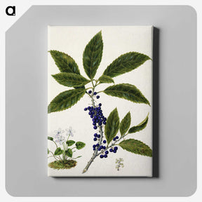 1-73_Native-Flowering-Plants-of-New-Zealand_canvas