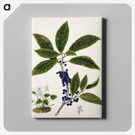 1-73_Native-Flowering-Plants-of-New-Zealand_canvas