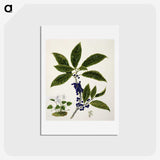 1-73_Native-Flowering-Plants-of-New-Zealand_hagaki