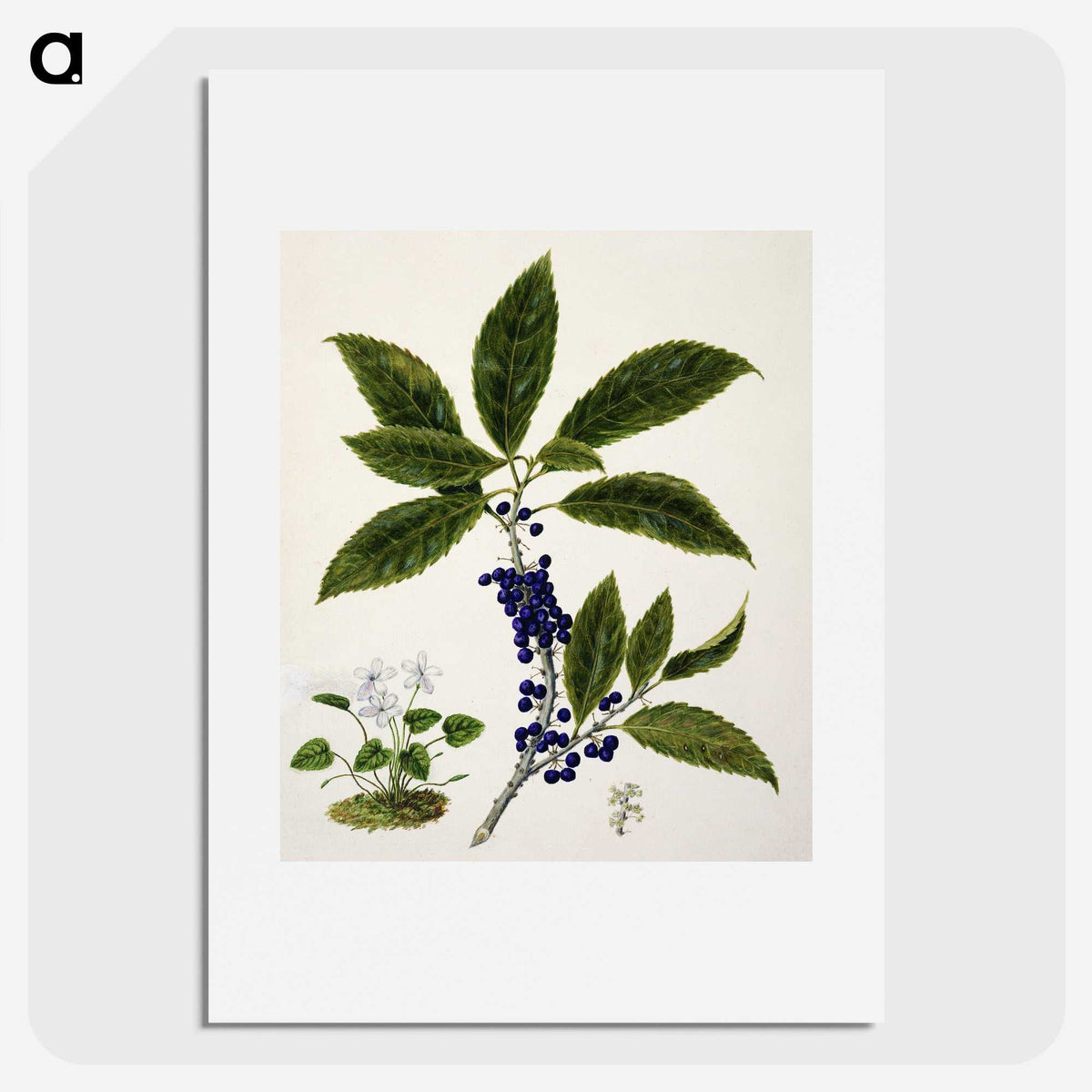 1-73_Native-Flowering-Plants-of-New-Zealand_picture