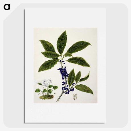 1-73_Native-Flowering-Plants-of-New-Zealand_picture