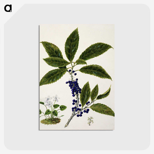 1-73_Native-Flowering-Plants-of-New-Zealand_postcard