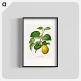 1-73_Nederlandsche-Flora-en-Pomona_blk