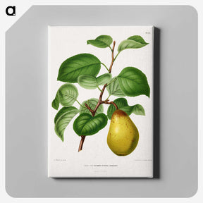 1-73_Nederlandsche-Flora-en-Pomona_canvas