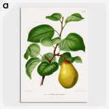 1-73_Nederlandsche-Flora-en-Pomona_picture-crop
