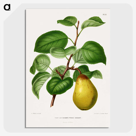 1-73_Nederlandsche-Flora-en-Pomona_picture-crop