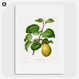 1-73_Nederlandsche-Flora-en-Pomona_picture