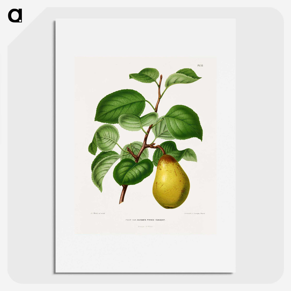 1-73_Nederlandsche-Flora-en-Pomona_picture