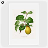 1-73_Nederlandsche-Flora-en-Pomona_picture