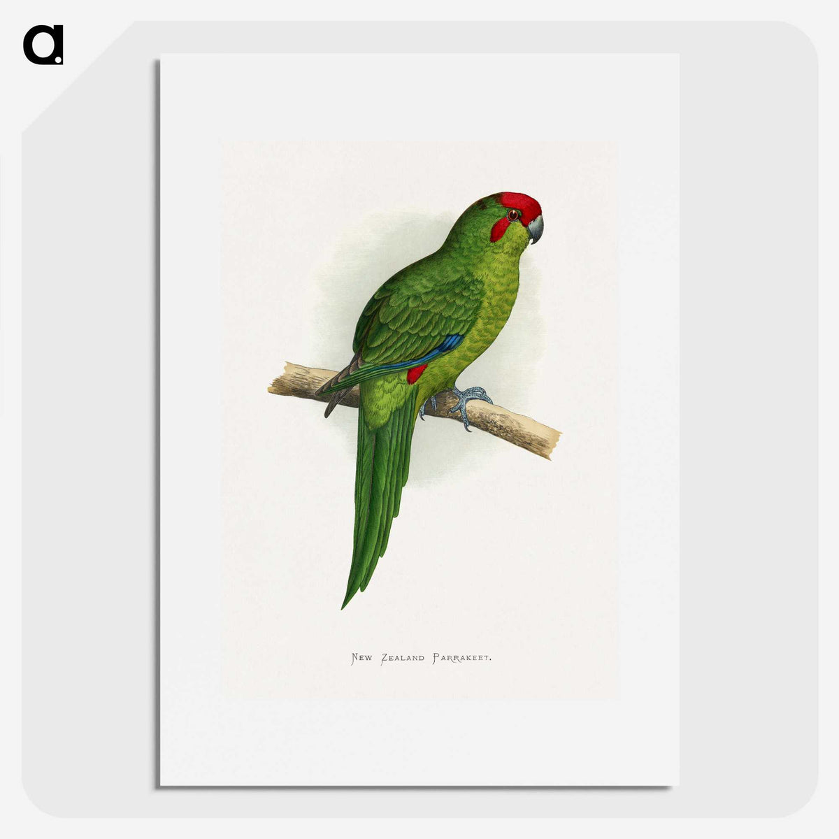 1-73_Parrots-in-Captivity_picture