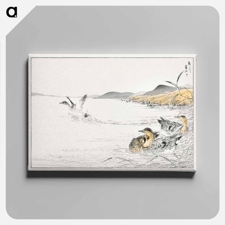 アートパネル-Falcated Teal and Reed Illustration
 - 鳥類図鑑 Canvas.