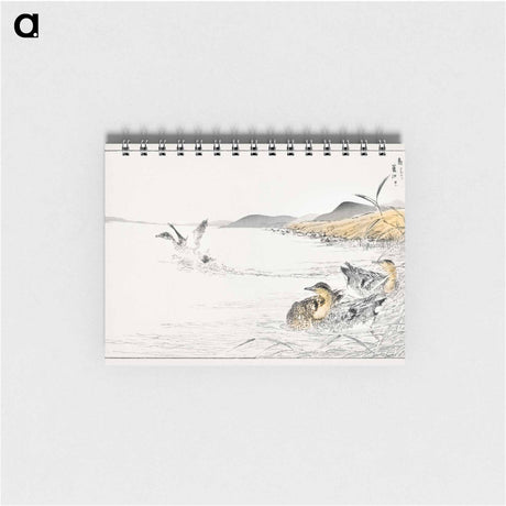 アートメモ帳-Falcated Teal and Reed Illustration
 - 鳥類図鑑 Memo.