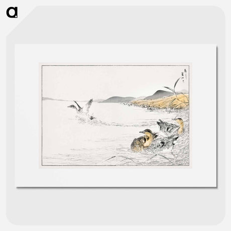アートポスター-Falcated Teal and Reed Illustration
 - 鳥類図鑑 Poster.
