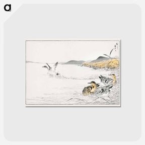 アートポストカード-Falcated Teal and Reed Illustration
 - 鳥類図鑑 Postcard.