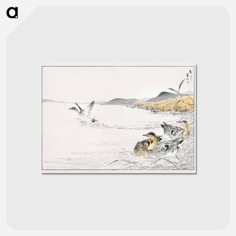 アートポストカード-Falcated Teal and Reed Illustration
 - 鳥類図鑑 Postcard.