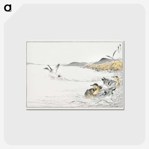 オナガガモと葦の図 - 鳥類図鑑 Postcard.