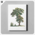 アートパネル-Tree - ピエール ジョゼフ ルドゥーテ Canvas.