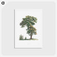 アートポストカード-Tree - ピエール ジョゼフ ルドゥーテ Postcard.