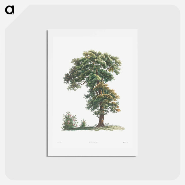 アートポストカード-Tree - ピエール ジョゼフ ルドゥーテ Postcard.