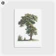 1-73_Pierre-Joseph-Redoute_postcard